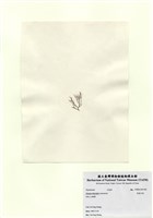 藏品(長枝沙菜)的圖片